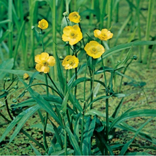 Ranunculus lingua